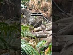 We've got lots of feathered friends for you to see at The Swamp's free flight aviary!