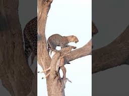 Stretching before feeding! 🤔#shorts #wildlife #kenyawildlife #travel #leopard