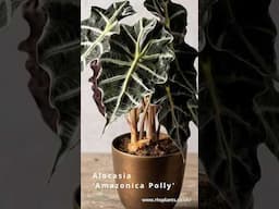 This Mutant Is The No.1 BEST Selling Plant in the USA - Alocasia Polly