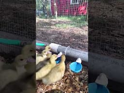 🦆 Just some ducklings drinking water to get you through the week! #ducklings #duckvideo #babyanimals