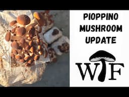 Learn How We Grow Pioppino Mushrooms