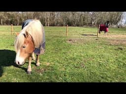 PETITE VISITE D’AZZARO DANS SA NOUVELLE ÉCURIE 🐴