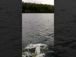 Giant Musky Strike  #fishing #fishingvideo #shorts