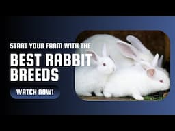 Best Rabbit Breeds to Start Rabbit Farming | AFRICA FARMING!!!