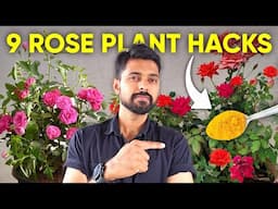 9 ROSE PLANT GROWING TIPS | Best Fertilizer for Rose Plant