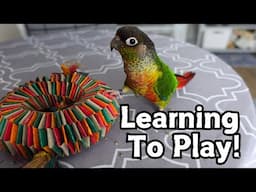 How To Teach Your Bird To Play With Toys - Parrot Toy Training | TheParrotTeacher AD