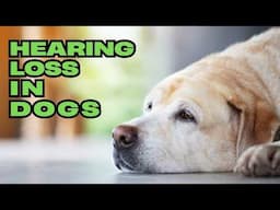 Is my dog going DEAF? Hearing Loss: Causes, Signs, & Lifestyle Changes