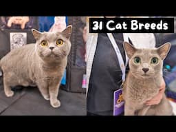 Meet Every Cat Breed at the Largest Cat Show in the World (CFA International 2024) | The Cat Butler