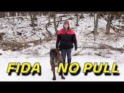 Bullmastiff Tonka Tries The FIDA No Pull Harness!