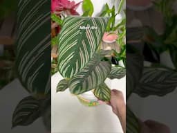 Bottom watering timelapse - Calathea edition