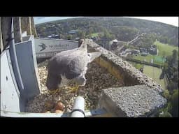 Hawk and Owl Trust - 2024 Peregrine Update