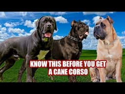 Don’t Get a CANE CORSO Until You Watch This!