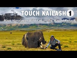 My 2nd adventure to Touch Mt. Kailash, Meet Wild Yak, Cook Egg at the highest hot spring