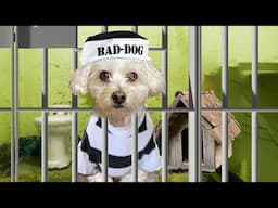 PUPPY GOES BACK TO PUPPY PRISON!! 😱