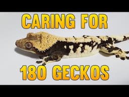 How Much Time Do I Spend Caring For 180 Crested Geckos?