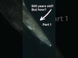 How Greenland sharks live to be 500 years old PART 1