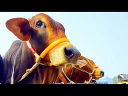 cow unloading, cow videos, cow video, animal, big cow, goru hamba cow, Ep-162