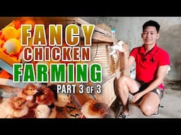 AMAZING FANCY CHICKEN FARMING: TAMANG MANAGEMENT AT PAG-AALAGA, SURE ANG KITA SA CHICKEN FARMING