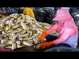 Traditional Preserve Radish in Taiwan - Dried Radish Mass Production 傳統蘿蔔乾(菜脯)製作, 台灣菜脯大量生產