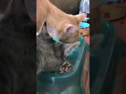 Sound ON!!!! #Yummy #funny #kitten #cute #cats #funnyvideos #purringcat #kitty