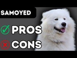 Samoyed Dog Breed Pros and Cons