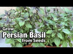 How to Grow Persian Basil or Reyhan from Seed in Pots🌿 | Easy Planting Guide