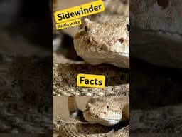 What They Aren't Telling You About The Sidewinder Rattlesnake Pt 4