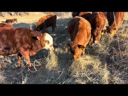 Greg explains how to select quality hay for your livestock, don't make catastrophic hay mistakes.