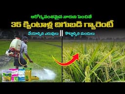 Paddy Nursery management in 2024 yasangi | Paddy Cultivation  |Tips to Paddy Farmers | Agriculture