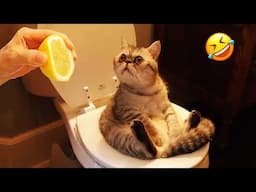 😹 So Funny! Funniest Cats and Dogs 🤣 Funny Cats Moments 😅😘