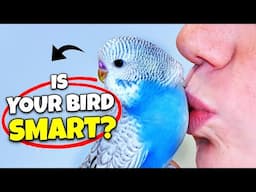 5 Signs Your Bird is EXTRA Smart