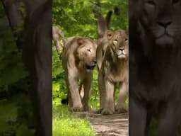 Last lions #wildlife #lions #optimumtelevision