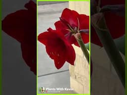 WOW!!! Take a look at my STUNNING Amaryllis!!! 🌸😍🌺