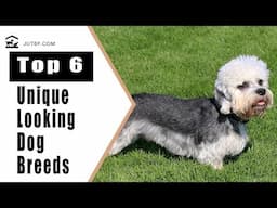 Top 6 Unique Looking Dog Breeds