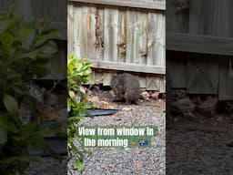 Kangaroo spotted in our passage in the morning #lifeinaustralia #kangaroo #tasmania #wildlife