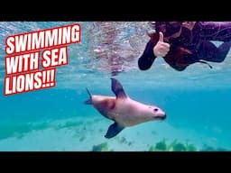 Swimming with Sea Lions and Dolphins on the Eyre Peninsula! Baird Bay Experience!