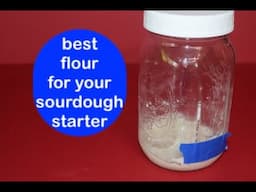 BEST FLOUR FOR YOUR SOURDOUGH STARTER