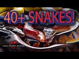 40+ Incredible Rare Snakes Revealed: The Future of Jason's Exotic Reptiles!