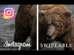 The Best Way to Display Your Wildlife Photography on Instagram | WILDLIFE PHOTOGRAPHY