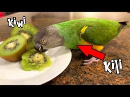 Kili Eats Kiwi