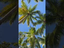 Las Terrenas in 16 Seconds: Beaches, Food & Paradise Vibes 🏝️🥥#travelshorts #vacation #travelguide