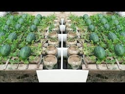 You will be amazed with how to make a self-watering watermelon garden for high yields