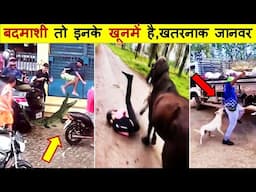 इन जानवरों से 100 कदम दूर ही रेहना दोस्त | New Hindi Series Part -181 Caught aggressive Animals Wild