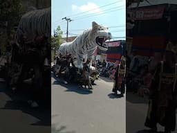 karnaval macan putih HUT RI #shortsvideo