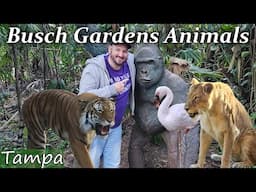 From Alligators to Zebras, Busch Gardens: A Wildlife Lover's Paradise