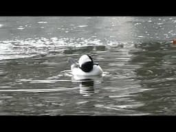 bufflehead ducks