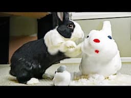 When rabbit rebels #funny #animal