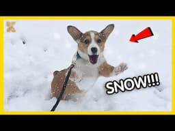 🐕❄️Funny Dogs Discovering Snow For the FIRST TIME!🤣Funniest Dog Reaction🐾