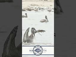 Young pelican grabs something that scares it half to death! What did it see?