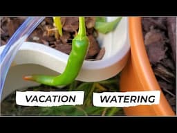 Ideas On How To Water Your Plants While On Vacation